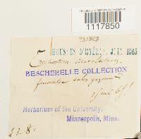 Desmatodon convolutus image