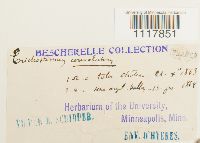 Desmatodon convolutus image