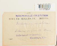 Desmatodon convolutus image