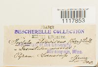 Desmatodon convolutus image