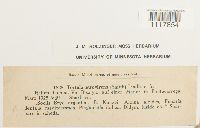 Desmatodon convolutus image