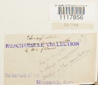 thumbnail image of current specimen