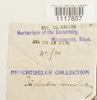 Desmatodon convolutus image