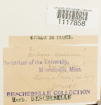 Desmatodon convolutus image