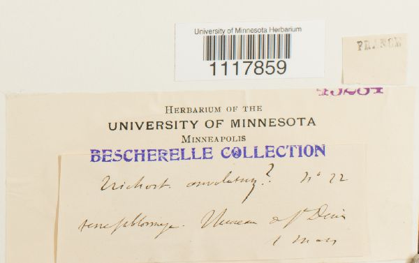 Desmatodon convolutus image