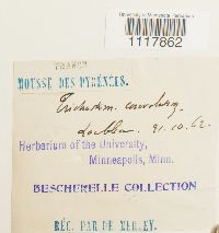 Desmatodon convolutus image