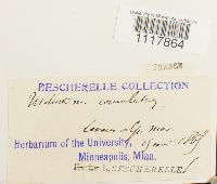 Desmatodon convolutus image