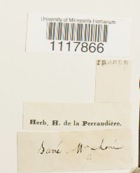 Desmatodon convolutus image