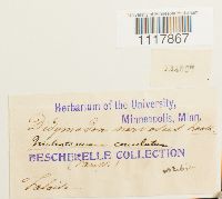thumbnail image of current specimen