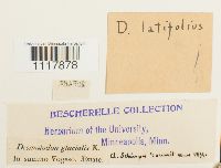Desmatodon latifolius image