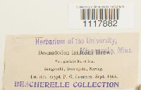 Desmatodon latifolius image