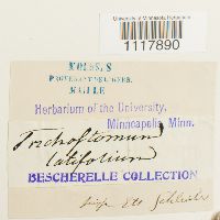 Desmatodon latifolius image