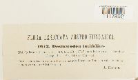 Desmatodon latifolius image