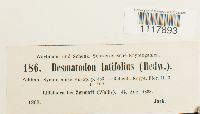 Desmatodon latifolius image