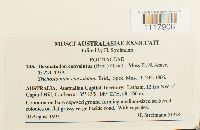 Desmatodon convolutus image