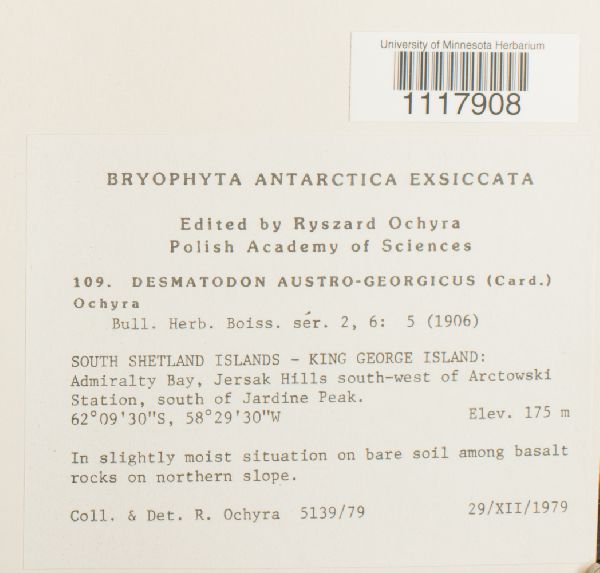 Desmatodon austrogeorgicus image