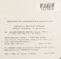 Desmatodon heimii image