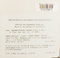 Desmatodon heimii image