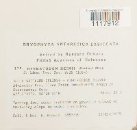 Desmatodon heimii image