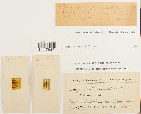 Cynodontium schisti image