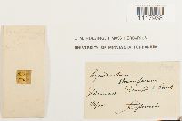 Cynodontium strumiferum image