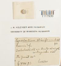 Cynodontium strumiferum image