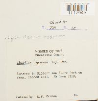 Cyrto-hypnum pygmaeum image