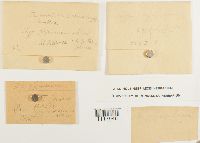 Cyrto-hypnum pygmaeum image