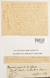 Desmatodon cernuus image