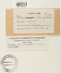 Desmatodon heimii image