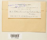 Desmatodon heimii image