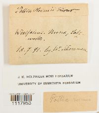 Desmatodon heimii image