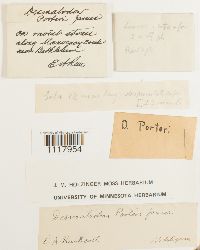 Desmatodon porteri image