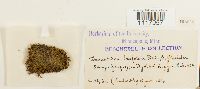 Desmatodon latifolius image