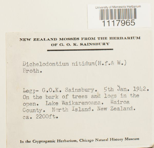 Dichelodontium nitidum image