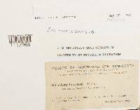 Dichelyma falcatum image