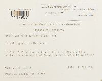 Dichelyma falcatum image