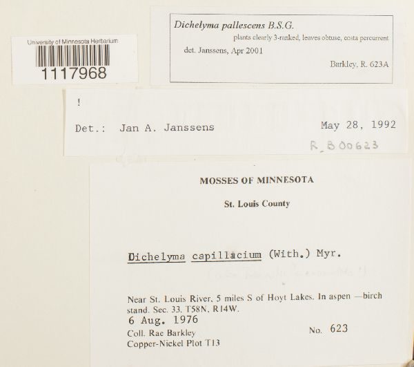 Dichelyma pallescens image