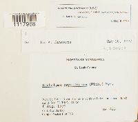 Media resource of Dichelyma pallescens