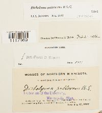 Dichelyma pallescens image