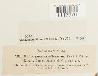 Dichelyma capillaceum image