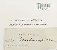 Dichelyma capillaceum image