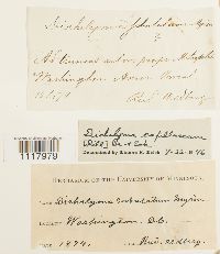 Dichelyma capillaceum image