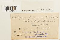 Dichelyma capillaceum image