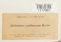 Dichelyma capillaceum image