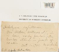 Dichelyma capillaceum image