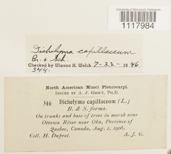 Dichelyma capillaceum image