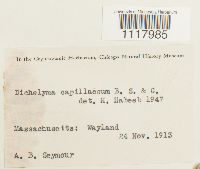 Dichelyma capillaceum image