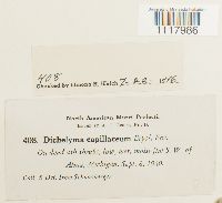 Dichelyma capillaceum image