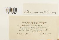 Dichelyma falcatum image